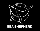 Sea Shepherd - Forty Pilot Whales Killed in First Faroe Islands Grind of 2024