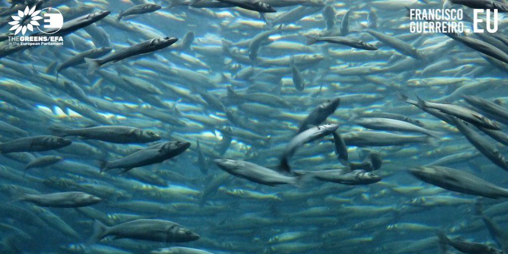 Eurodeputados questionam a Comissão sobre a pesca ilegal de sardinha e espadarte